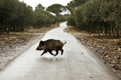 Un jabalí cruza una carretera comarcal en Castilla y León. ICAL