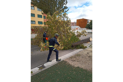 Tala de varios árboles por peligro de caída en Peñafiel, Valladolid - Bomberos de la Diputación de Valladolid