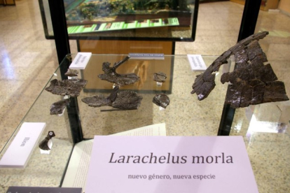 Restos de Larachelus morla expuestos en el Museo de Salas de los Infantes.