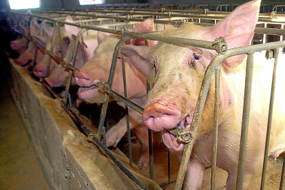 Imagen de una granja de cerdos ubicada en Castilla y León. - E. M.