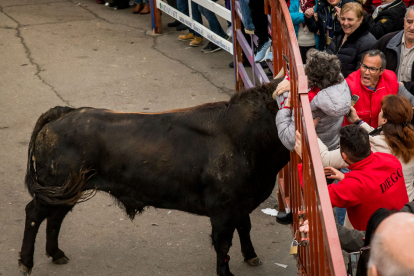Carnaval del Toro de Ciudad Rodrigo.- ICAL