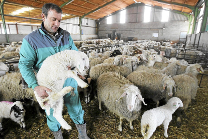 Un ganadero ovino entre sus ovejas. - E.M.