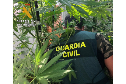 Plantación de marihuana. - GUARDIA CIVIL
