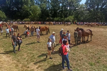 Concurso-Exposición de ganado caballar de raza Hispano-Bretón, en San Emiliano (León). -DIARIO DE LEÓN