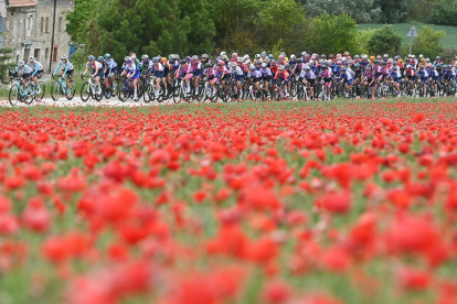 La vuelta ciclista femenina a Burgos, pasa por un campo de amapolas. -ICAL