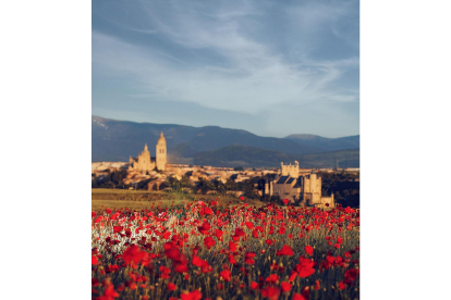 El campo de Castilla y León se tiñe de rojo. Campo de amapolas en Segovia. -ICAL
