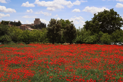 El campo de Castilla y León se tiñe de rojo. Campo de amapolas en Ciudad Rodrigo (Salamanca). -ICAL