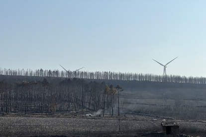 Desoladora imagen que deja el incendio de Losacio en Zamora. ICAL
