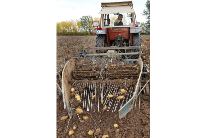Un agricultor cosecha en su explotación de patatas cercana a Ventosa de Pisuerga, en Palencia. - ICAL