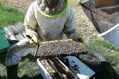 Un apicultor manipula un panal de miel ecológica de Urzapa, que cuenta con colmenas en León y Burgos. / EL MUNDO