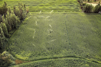 Aspersores activados en un regadío de maíz en una explotación de la provincia de Salamanca. ENRIQUE CARRASCAL