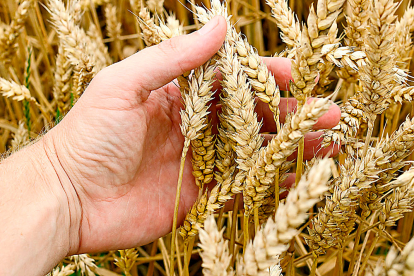 Un agricultor examina el estado de las espigas de trigo antes de la cosecha en una foto de archivo.  PQS / CCO