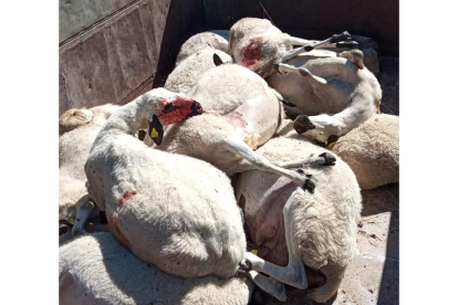 Imagen de la muerte de las ovejas tras el ataque de los lobos. - E.M.