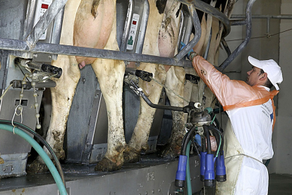 Explotación de ganado vacuno en Ribas de Campos (Palencia). Brágimo / ICAL