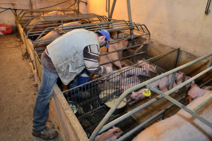 Trabajando en una granja de porcino de la provincia / MARIO TEJEDOR