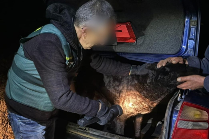 Un Guardia Civil de Zamora identifica a uno de los perros que mató a una enfermera de 27 años. GUARDIA CIVIL