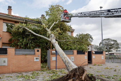 El fuerte viento causa estragos en caídas de árboles y vallas en Salamanca.- ICAL
