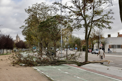 El fuerte viento causa estragos en caídas de árboles y vallas en Salamanca.- ICAL