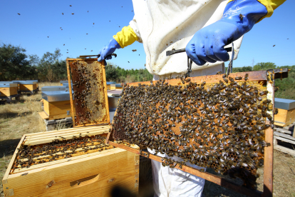 Panales de abejas de la zona de Las Médulas en León.- ICAL