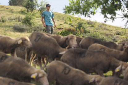 Pablo Díaz dirige a las ovejas hasta la localidad de Salamón.- ICAL