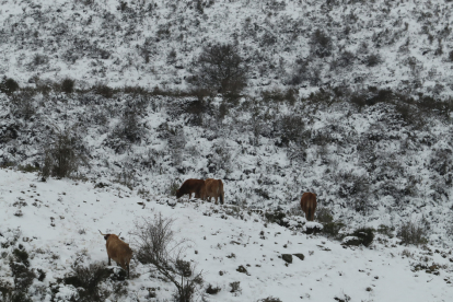 Nieve en la comarca del Bierzo este jueves. / ICAL