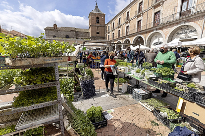 Tradicional mercadillo de frutas y verduras de los viernes, ubicado en la plaza del Mercado Chico, de Ávila.
Ávila, 30-04-2021
Foto: Ricardo Muñoz