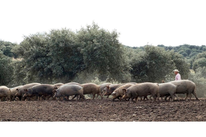 Una manada de cerdos pasta en una dehesa de Salamanca, conducida por un ganadero.- ICAL