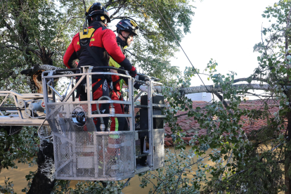 Los bomberos de Palencia retiran ramas de un árbol abatido por el fuerte viento en la calle Aragón sobre unos cables eléctricos.-ICAL