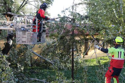 Los bomberos de Palencia retiran ramas de un árbol abatido por el fuerte viento en la calle Aragón sobre unos cables eléctricos.-ICAL