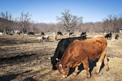Una manada de vacas, bueyes y terneros de diferentes razas pasta al aire libre en una explotación de vacuno al pie de la montaña. / E. M.