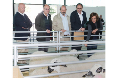 Pedro Rollán visita junto a Alfonso Polanco y Ángeles Armisén el mercado de raza churra de Palencia.- ICAL