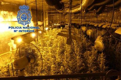 Uno de los cultivos de marihuana descubiertos en la operación policial. - POLICÍA NACIONAL