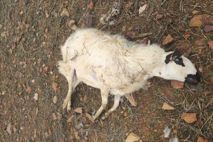 Oveja muerta en el ataque de lobos en Zamora. / UPA COAG