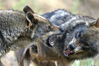 Una pareja de lobos semisalvajes en la localidad palentina de Monzón de Campos. - E. M