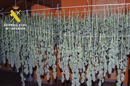 Imagen de las plantas de cannabis en fase de secado. / E.M.