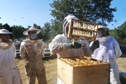Curso de apicultura