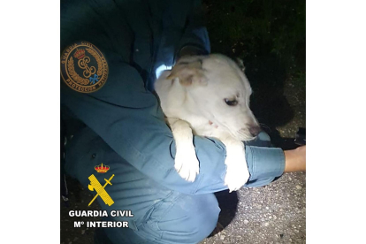 'Noa', la perra rescatada tras quedar atrapada en un río de Burgos. -GUARDIA CIVIL