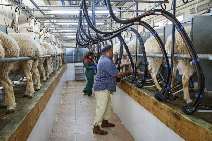 Ganaderos de ovino de Andavías (Zamora), en un proyecto de Cobadú sobre nutrición animal. jl lEAL / ICAL