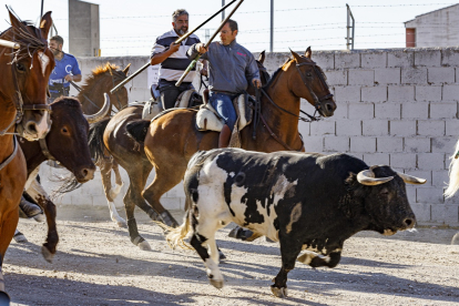 La villa de Cuéllar celebra el quinto y último encierro de las fiestas de este año, con toros de la ganadería Alcurrucén; desde la zona del embudo. -ICAL