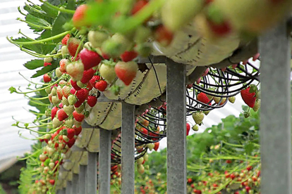 Cultivo de fresones de la variedad ‘triumph’ en el vivero ‘El Pinar’ de Chañe en Segovia.- VIVERO EL PINAR