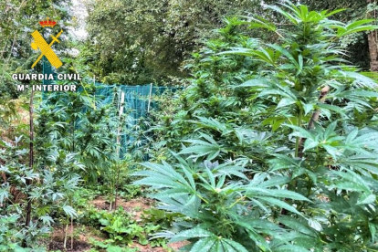 Descubren una plantación de marihuana en el Valle de Mena (Burgos).- ICAL