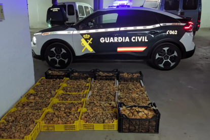Incautados 386 kilos de setas en Soria - Delegación del Gobierno