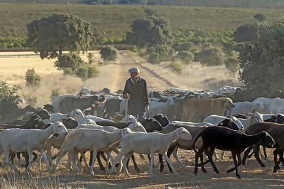 Un pastor mueve el ganado este pasado verano para poner a los animales a salvo del fuego de un incendio en la provincia de Zamora.- ICAL