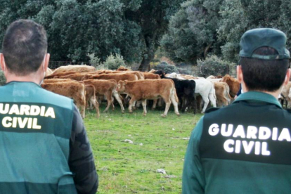 La Guardia Civil investiga una estafa de más de 100.000 euros en la compraventa de ganado vacuno. ICAL