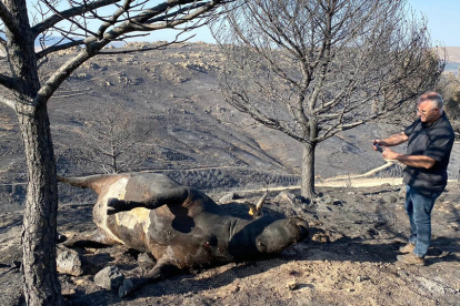 Res calcinada tras el incendio de Navalafuente en las inmediaciones de Sotalbo (Ávila). - ICAL