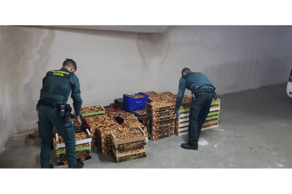 Aprehenden 580 kilogramos de níscalos a 17 personas en El Burgo de Osma (Soria).- ICAL