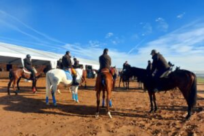 Tercera jornada del Nacional de Galgos en Nava del Rey. -FEDERACIÓN ESPAÑOLA DE GALGOS