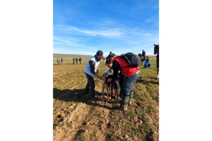 La galga 'Única de Juripa' en la tercera jornada del Nacional de Galgos en Nava del Rey. -FEDERACIÓN ESPAÑOLA DE GALGOS