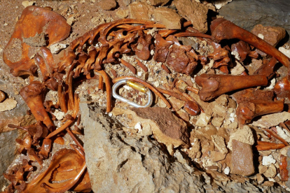 Extracción de los restos completos de un oso pardo (Ursus arctos) de la Torca de Sogalamuela en Espinosa de los Monteros (Burgos). -ICAL