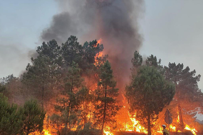 Árboles pasto de las llamas en el incendio en Cebreros. ICAL